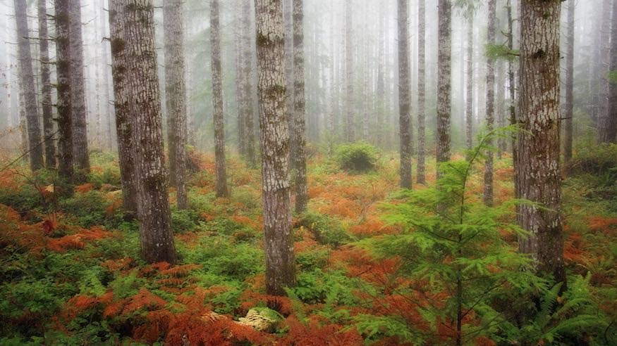 A foggy forest of Douglas Fir.