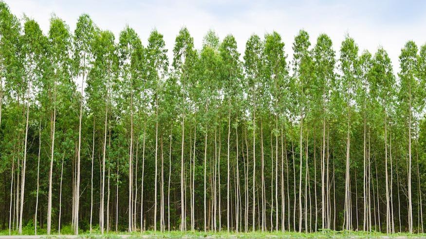 A grove of lyptus trees.