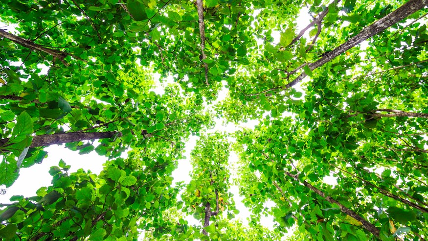 A shot from the ground up into the top of a grove of Teak trees.